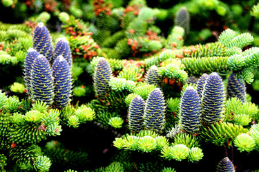 30 BALSAM FIR Tree Abies Balsamea Christmas Tree Silver Pine Canadian Fir Native Evergreen Seeds